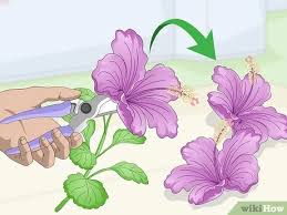I just bought some hibiscus powder from a local spice shop and am very excited to start using it. 3 Ways To Dry A Hibiscus Flower Wikihow