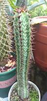 Image result for Euphorbia confinalis