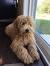 Straight Haired Labradoodle