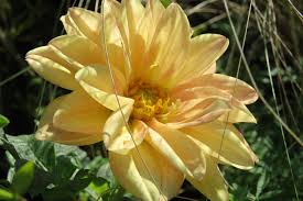 算命 学 イケジイ