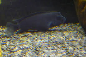 The buffalo head is a peaceful cichlid that will attain a maximum size of about 11cm. My New Buffalo Head Cichlid Aquariacentral Com