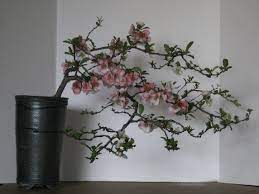 Dwarf japanese quince chaenomeles japonica seeds of plenty. Chaenomeles Speciosa Toyo Nishiki Quince Colorado Rocky Mountain Bonsai Suiseki