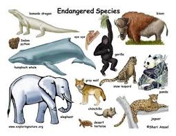 Endangered Species Just Became More Endangered Endangered Animals Endangered Species Activities Endangered Species Wildlife