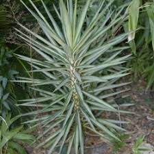 Check spelling or type a new query. Yucca Sliver Star True Green Nursery