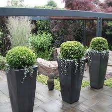 Rounded Boxwoods In Tall Containers Modern Planters Outdoor Garden Containers Tall Planters