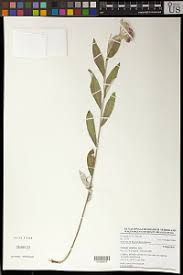 Image result for Monosis conferta