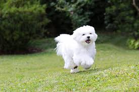 150 Wonderful Names For White Dogs And Puppies