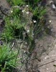 Image result for Wahlenbergia virgata