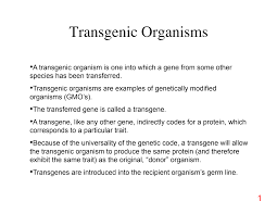 A transgenic organism is a type of genetically modified organism (gmo) that has genetic material from another species that provides a useful trait. Http Www2 Estrellamountain Edu Faculty Hoffman Commonfiles Bio107 16transgenesis 1 Pdf