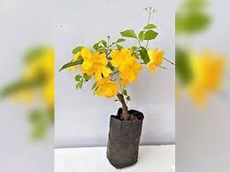 Image result for Dolichandra unguis-cati