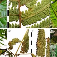 Image result for Menisorus pauciflorus