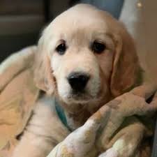 25 cute Golden Retriever puppies for sale in Juneau, Alaska