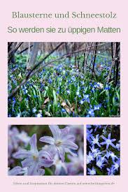 Blaue Und Rosa Sterne Im Garten Von Scilla Und Ihren Schwestern Blumen Anbauen Pflanzen Und Garten