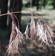Image result for Bromus  tectorum