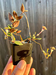 Image result for Ceropegia rendallii