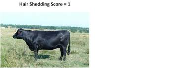 Image result for HAIR Score