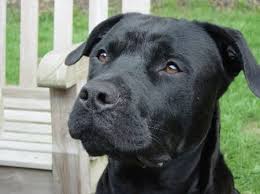 My best (dog) buddy!part black lab part rottweiler Sos Rottweiler Suchen Ein Neues Zuhause Happy End Zergportal Webdatenbank