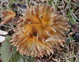Image result for Platanaceae
