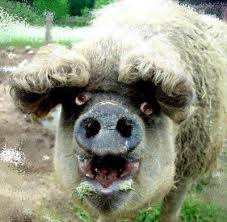 Hairy Pig Bing Images Pet Birds Animal Antics Weird Animals