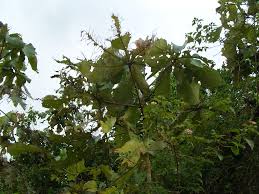 Image result for Myrianthus arboreus