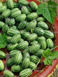 Image result for Zehneria parvifolia