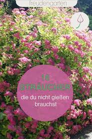 Die 16 Besten Straucher Fur Trockene Boden In 2020 Garten Bepflanzen Garten Pflanzen