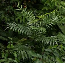 Image result for Filicium decipiens