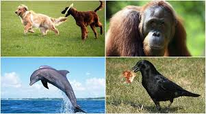 Smartest Animal Species In The Entire World Animals Animal Species