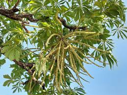 Image result for Cussonia arborea