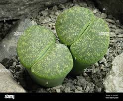 Image result for Lithops lesliei