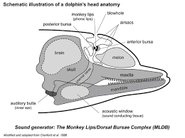Perfect Phonic Lips Whale And Pics Marine Biology Dolphins Marine Biologist