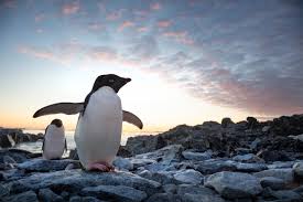 They move very awkwardly on the ground because do penguins have wings or fins? Penguins Exclusive See Two Birds Fall In Love Narrated By Ed Helms