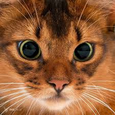 Errol The Somali Cat On Instagram When You Hear That New Year S Eve Is Just A Follow On Feast From Christmas Foodislife