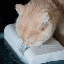 Enalapril Vca Animal Hospital