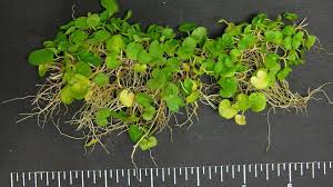 Image result for Dichondra
