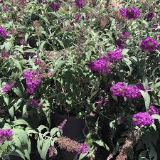 Image result for buddleia davidii