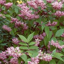 Image result for Deutzia hybrida Pink Pompon