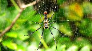 It is the largest north american species in the family oxyopidae. Bright Yellow Spots Help Some Orb Weaver Spiders Lure Their Next Meal Science News