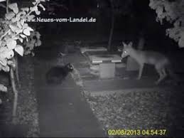 2014 12 27 fuchs im garten. Nachts Im Garten Hauskatzen Treffen Auf Wildtiere Youtube
