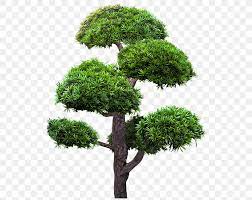 Maybe you would like to learn more about one of these? Tree Chinese Sweet Plum Shrub Clip Art Branch Png 541x650px Tree Bonsai Branch Callery Pear Chinese