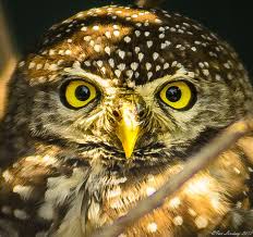Bird With Big Eyes And Beak Owl With Fancy Yellow Eyes And Beak Owl Photography Animal Symbolism Owl