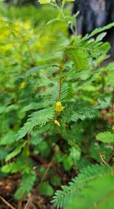 Image result for Chamaecrista polytricha
