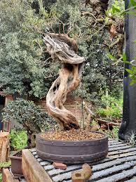 Image result for Dicoma galpinii