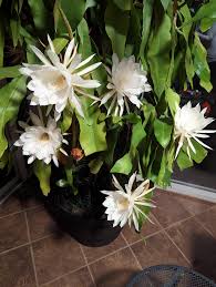 Night Blooming Cereus care : r/houseplants
