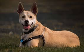 As a rule, people select a pet which can mirror their individuality and match their main traits of character. Pariah Dogs 9 Ancient And Wild Dog Breeds