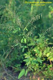 Image result for Desmodium tortuosum