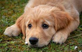 So, make sure to check this if you are planning to show your white. Wallpaper Sadness Eyes Look Face Glade Dog Paws Baby Puppy Lies Doggie Retriever Golden Retriever Images For Desktop Section Sobaki Download