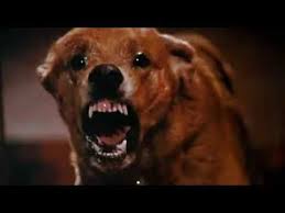 The pack is an horror movie that was released in 1977. The Pack 1977 Trailer Horror Movie Trailers Trailer Movie Trailers