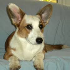 Pin On Dogs