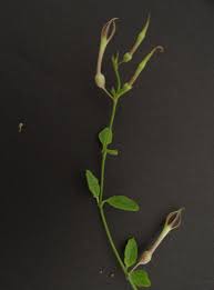 Image result for Ceropegia multiflora